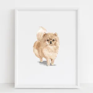 Pomeranian